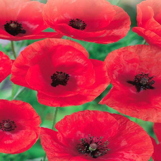 Poppy Flanders Field - McKenzie Seeds