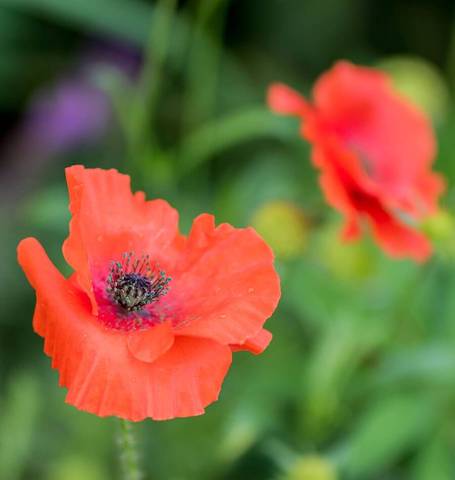 Poppy Flanders - West Coast Seeds