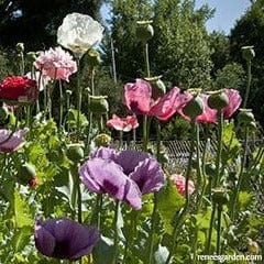 Poppy French Flounce - Renee's Garden Seeds