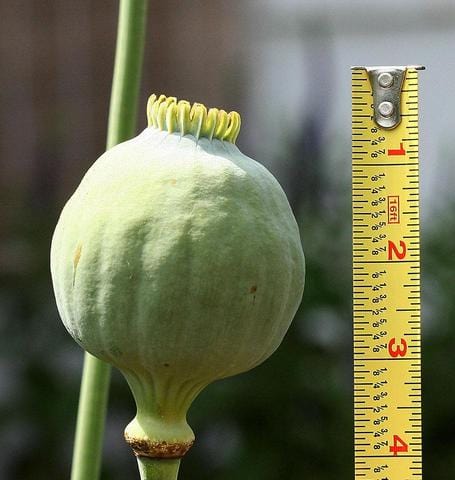 Poppy Giganthemum - West Coast Seeds