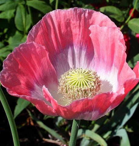 Poppy Giganthemum - West Coast Seeds