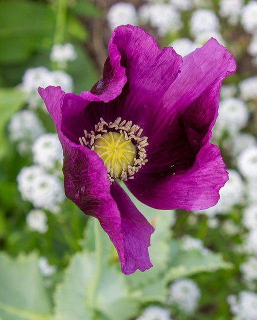 Poppy Hungarian Blue - West Coast Seeds