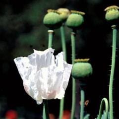 Poppy Hungarian Breadseed - Renee's Garden