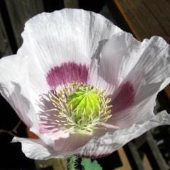 Poppy Hungarian Breadseed - Renee's Garden