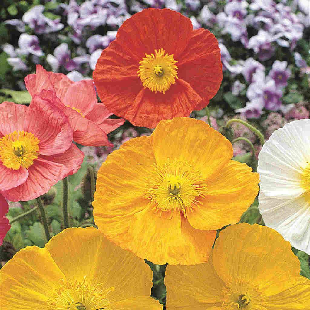 Poppy Iceland Mixed Colors - McKenzie Seeds 