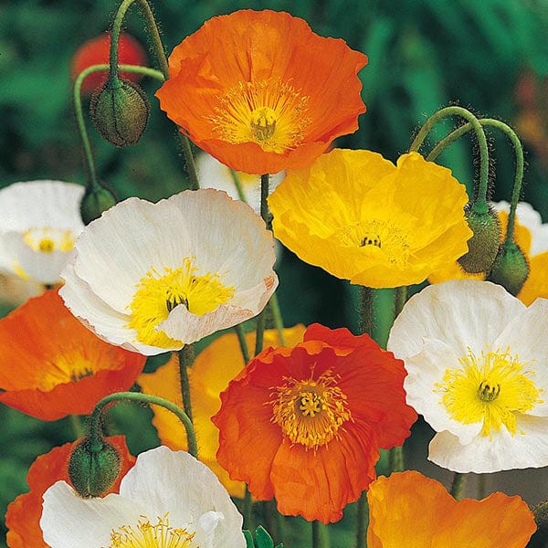 Poppy Iceland Mixed - Mr. Fothergill's Seeds