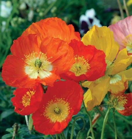 Poppy Iceland Poppies - West Coast Seeds