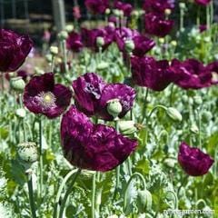 Poppy Lauren's Dark Grape - Renee's Garden