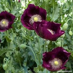 Poppy Lauren's Dark Grape - Renee's Garden