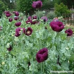 Poppy Lauren's Dark Grape - Renee's Garden