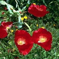 Poppy Legion of Honor - Renee's Garden