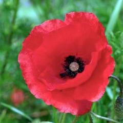 Poppy Legion of Honor - Renee's Garden