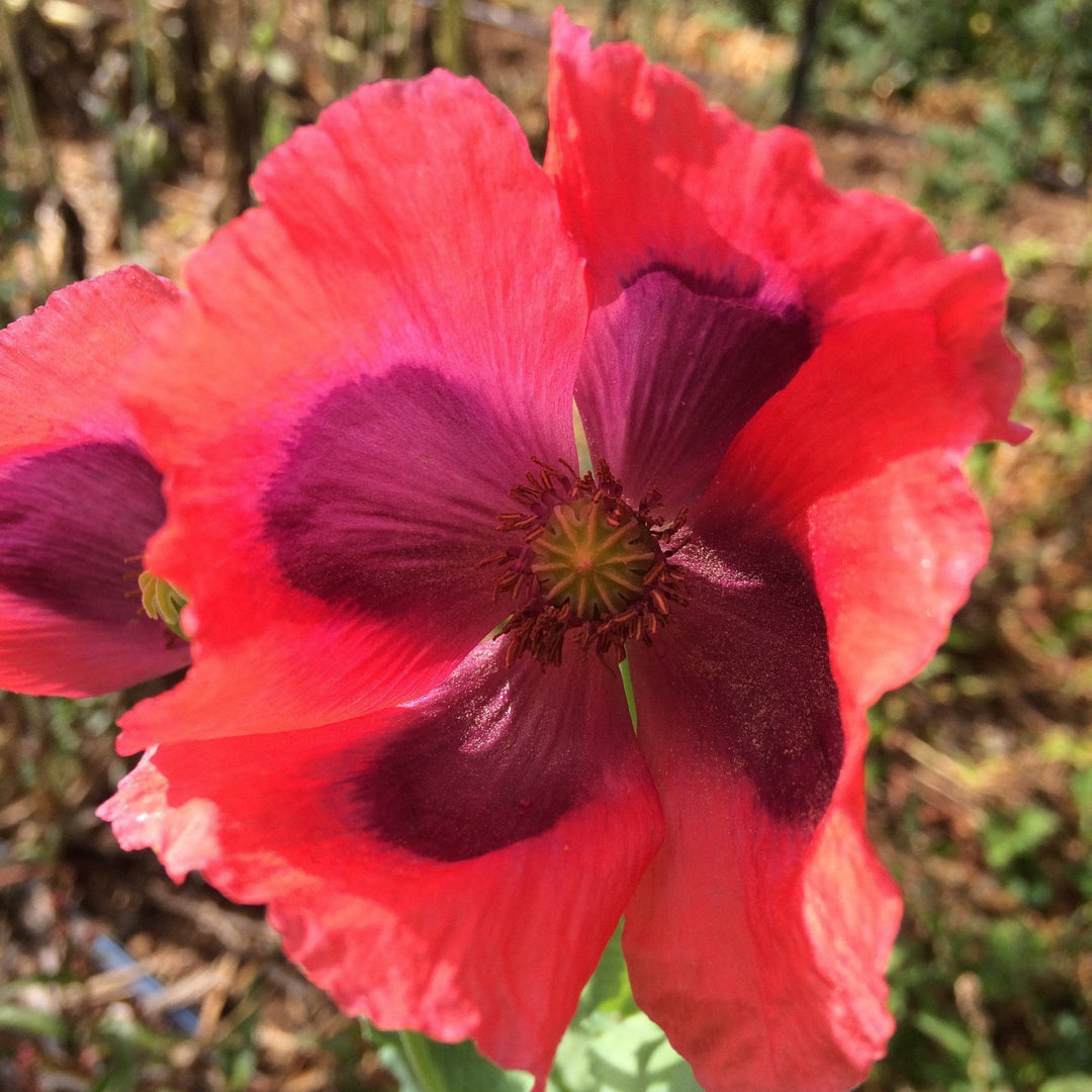 Poppy Mary's Ukrainian - Good Earth Farms 