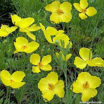 Poppy Mexican Tulip - Renee`s Garden Seeds