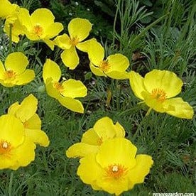 Poppy Mexican Tulip - Renee`s Garden Seeds