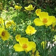 Poppy Mexican Tulip - Renee`s Garden Seeds