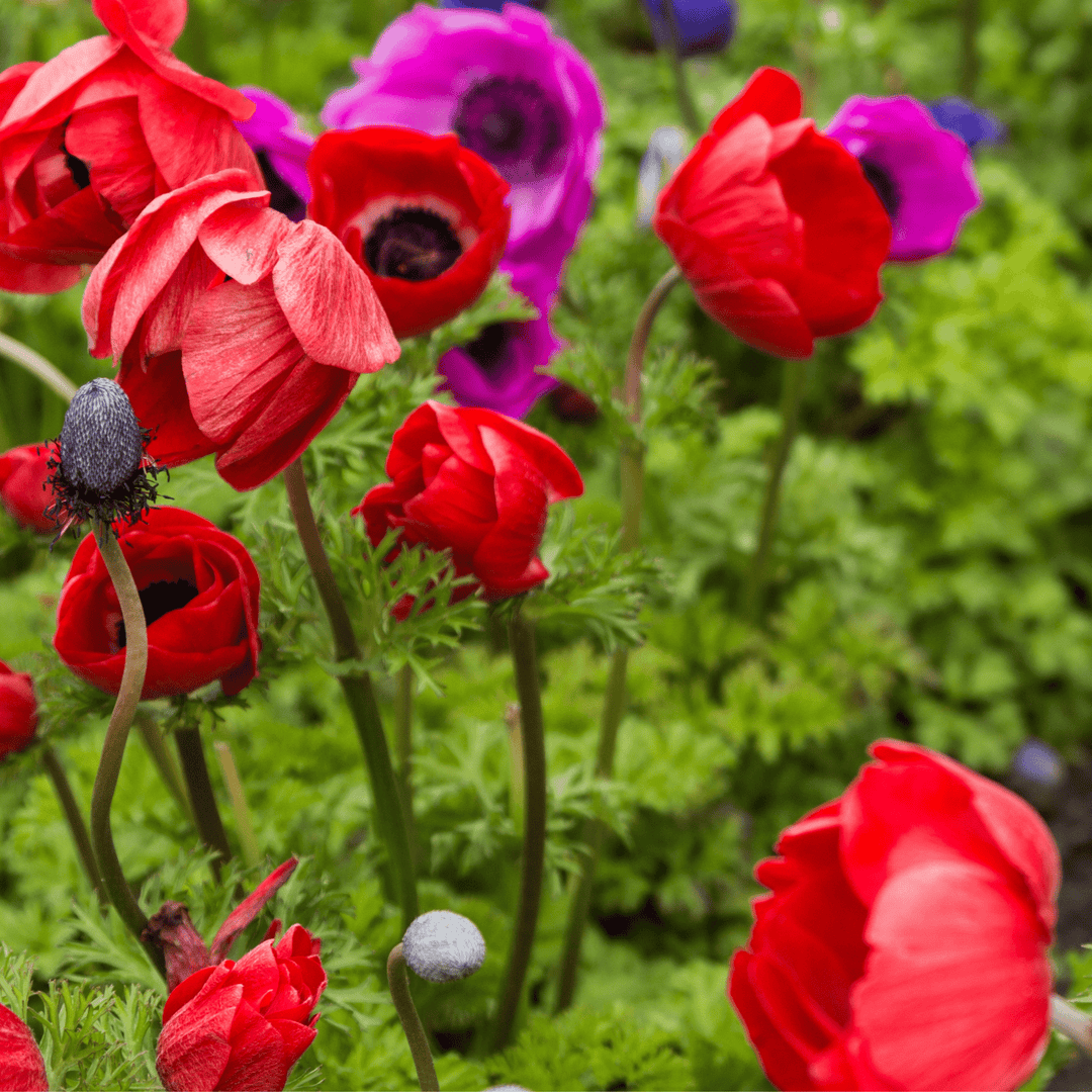 Poppy Mix - Salt Spring Seeds