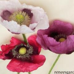 Poppy Pepperbox - Renee's Garden
