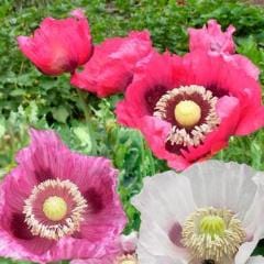 Poppy Pepperbox - Renee's Garden