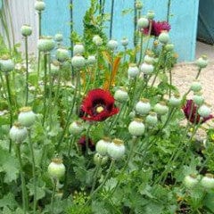 Poppy Pepperbox - Renee's Garden