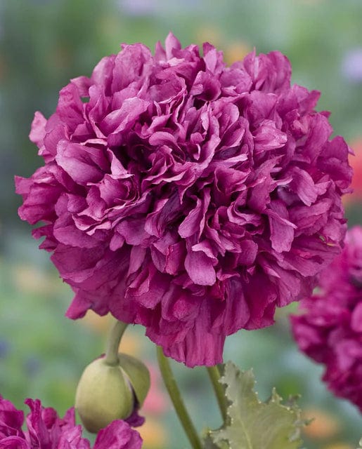 Poppy Purple Peony - West Coast Seeds