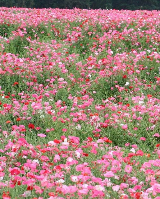 Poppy Shirley Double Mix - West Coast Seeds