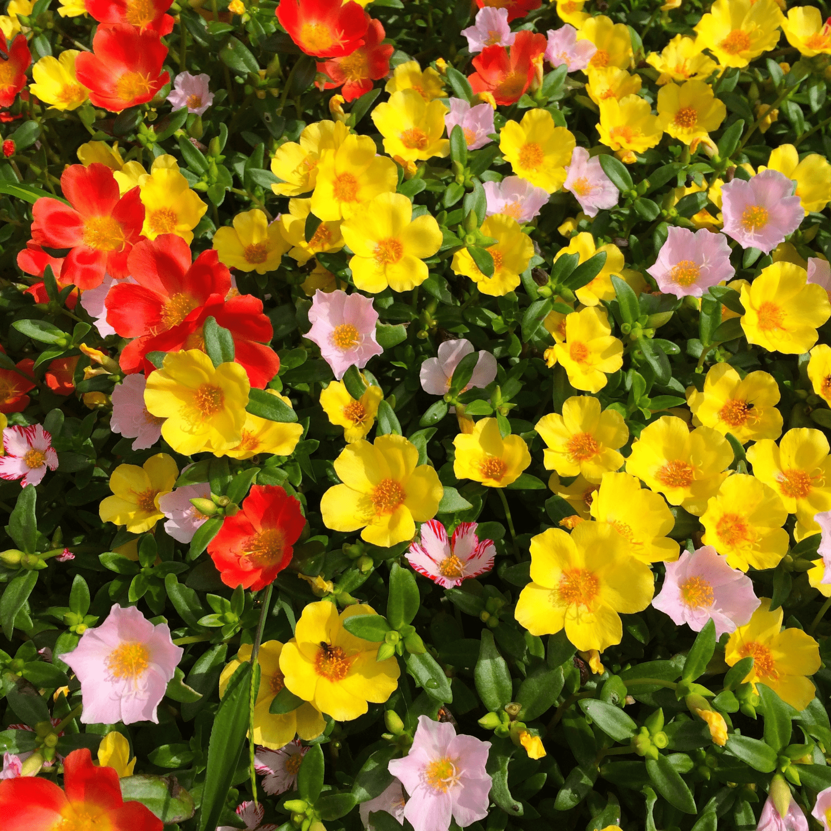 Portulaca Double Mix - Ontario Seed Company