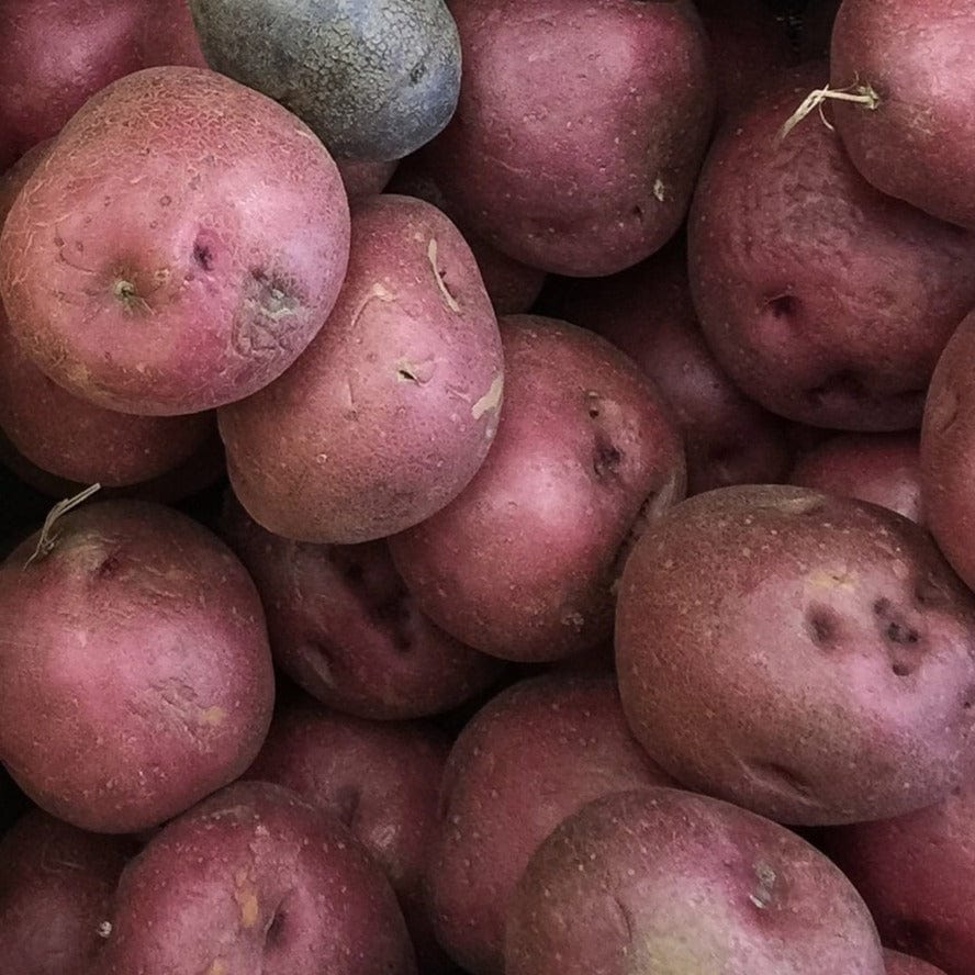 Potato - Caribe Purple, 2kg Mesh Bag