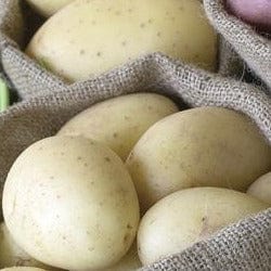 Potato - Jennifer, 2kg Mesh Bag