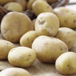 Potatoes Kennebec