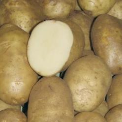 Potatoes Pacific Russet