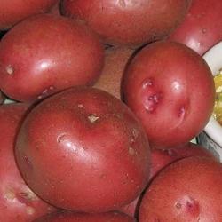 Potatoes Red Pontiac