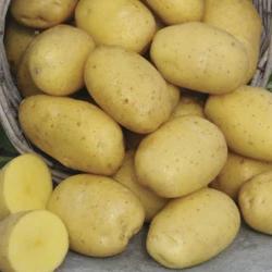 Potatoes Satina