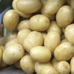 Potatoes Warba