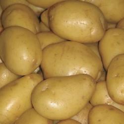 Potatoes Yukon Gold