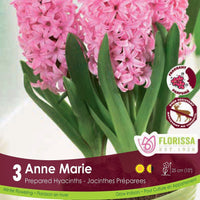 Prepared Hyacinth - Anne Marie, 3 Pack