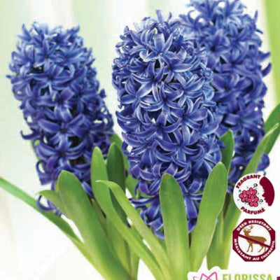 Prepared Hyacinth - Delft Blue, 3 Pack
