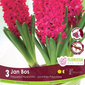 Hot Pink Prepared Hyacinth Jan Bos 