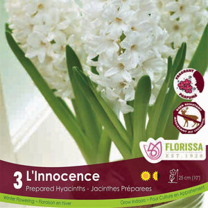 White Prepared Hyacinth L'Innocence 