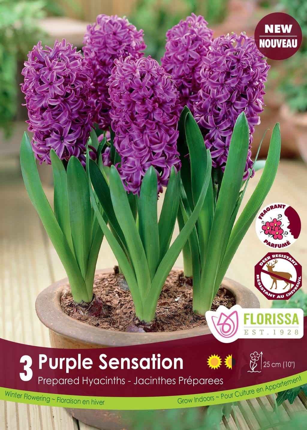 Prepared Hyacinth - Purple Sensation, 3 Pack