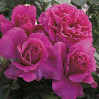 Pretty Lady Rose - Weeks Rose
