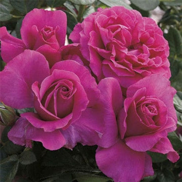 Pretty Lady Rose - Weeks Rose