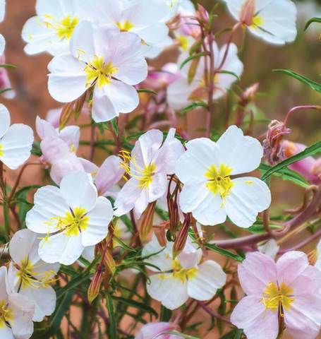 Primrose Pale Evening Oenothera - West Coast Seeds