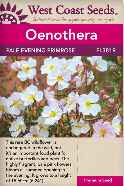 Primrose Pale Evening Oenothera - West Coast Seeds