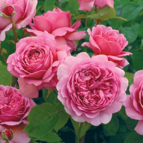 Princess Alexandra of Kent - David Austin Rose