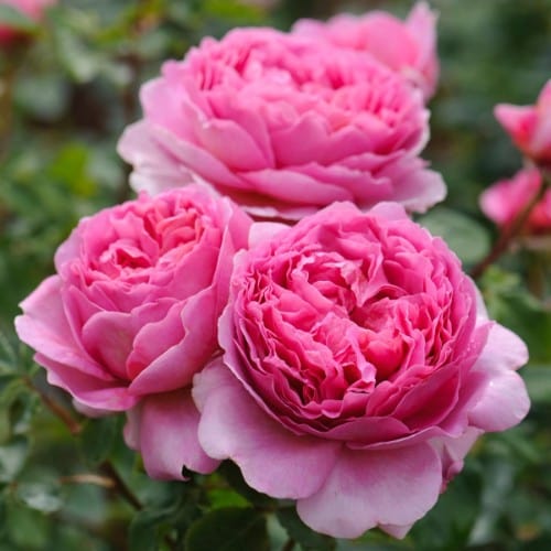 Princess Alexandra of Kent - David Austin Rose