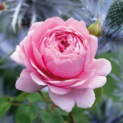 Princess Alexandra of Kent - David Austin Rose