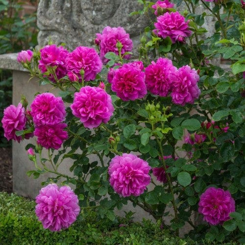 Princess Anne - David Austin Rose