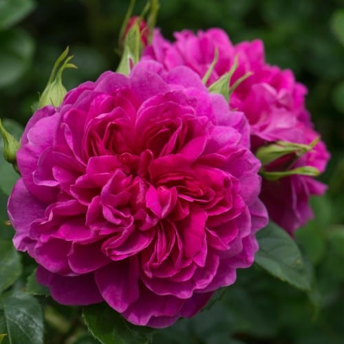 Princess Anne - David Austin Rose