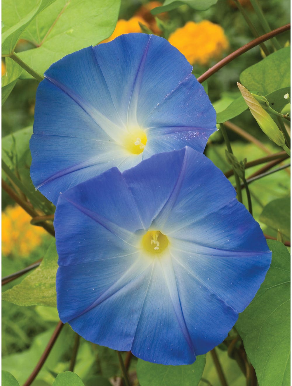 Morning Glory Heavenly Blue - Burpee Seeds